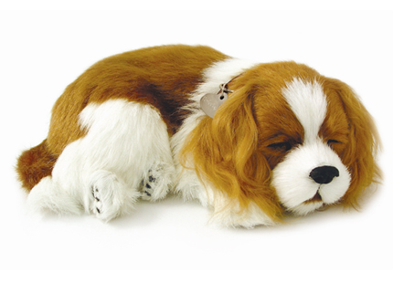 Cavalier King Charles