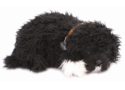 Portuguese Water Dog