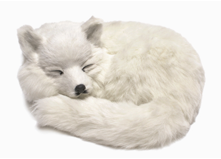 Arctic Fox