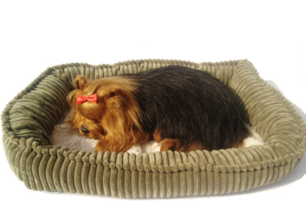 Yorkie-Adult